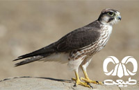 گونه لاچین Lanner Falcon